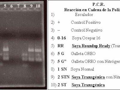 Identificación de transgénicos en Bolivia