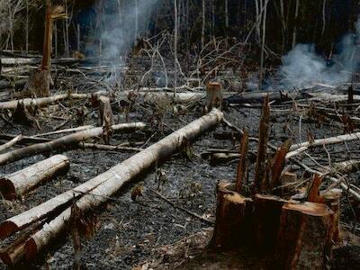 Basta de engaños: exigile a Bolsonaro que no destruya el Amazonas