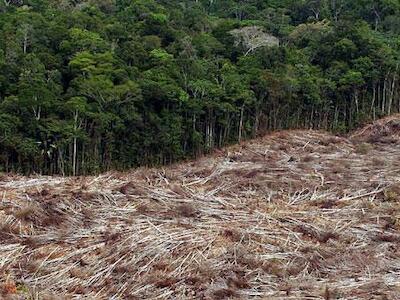 A Amazônia se aproxima do ponto de ruptura, diz Carlos Nobre