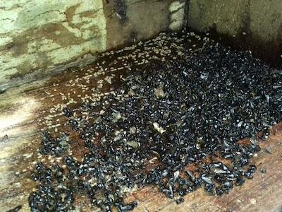 Registro dos apicultores mostra a morte das abelhas | Foto: Arquivo pessoal