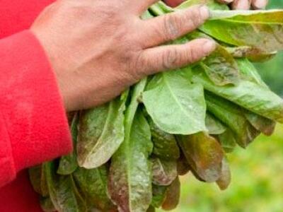 Agroecología. Experiencias comunitarias para la agricultura familiar en Colombia