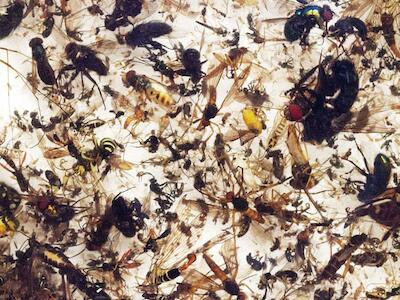 Alarmas sobre una apocalipsis de los insectos - Boletín #822 de la RALLT
