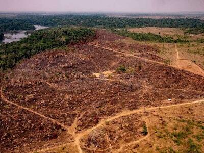 Bancos de la UE financian empresas vinculadas con deforestación amazónica