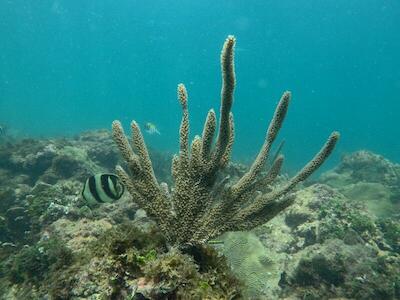 Una de tantas variedades de coral en el Caribe Sur. Foto: Comisión corales, Universidad de Costa Rica