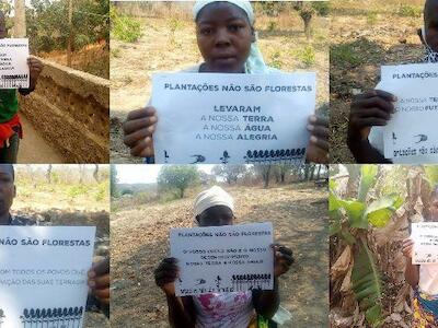 Comunidades de Mozambique y diversas organizaciones del mundo dicen NO a plantaciones industriales de árboles