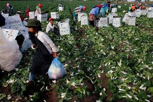De surco en surco: el viacrucis de los jornaleros agrícolas De surco en surco: el viacrucis de los jornaleros agrícolas
