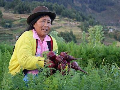 Desarrollismo y fase de commodities: la agricultura de Ecuador en la crisis capitalista