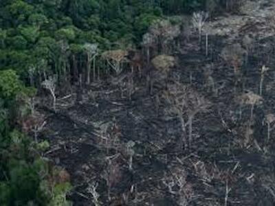 Desmatar para entregar: o mercado financeiro aterrissa na Amazônia em nome do Clima