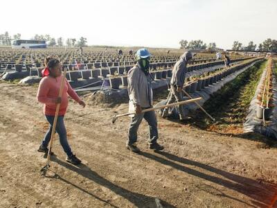 Cultivo suntuario de berries de exportación en Tala, Jalisco. Las precarias condiciones laborales definen al llamado Gigante Agroindustrial de hoy. Foto: Jerónimo Palomares