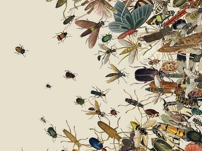 El apocalipsis de los insectos está aquí. ¿Qué implicaciones tiene para el resto de la vida en la Tierra?