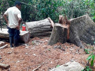 - El último 17 de agosto, los comuneros de Santa Clara de Uchunya atraparon en flagrancia a un grupo de personas que talaban ilegalmente árboles dentro de su territorio.Foto: Iván Flores.