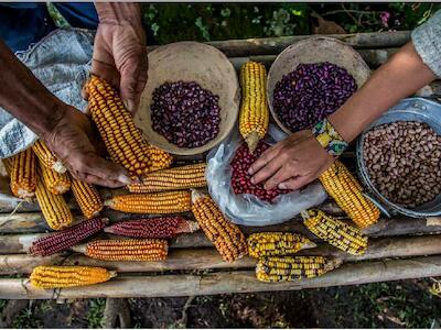 Huerta agroecológica de guardianas y custodios de semillas de la casa comunitaria de semillas de Riosucio, Caldas, Colombia. Foto: Viviana Sánchez-Prada