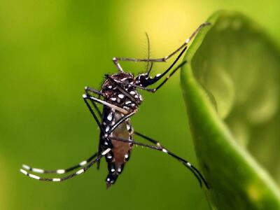 Irresponsabilidade da CTNBio produz ‘super mosquito’ da dengue