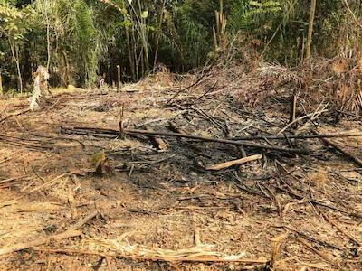 La deforestación en la Amazonía está disparada. Foto: Cormacarena