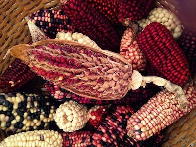 La mejor defensa contra el cambio climático podría ser el maíz nativo