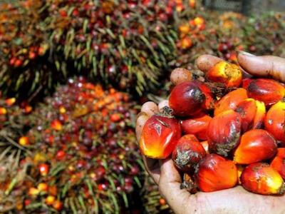 Los biocombustibles de palma y soja agravarán la deforestación mundial y la pérdida de biodiversidad