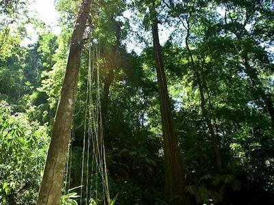 Manifiesto Internacional en defensa de la selva de los Chimalapas