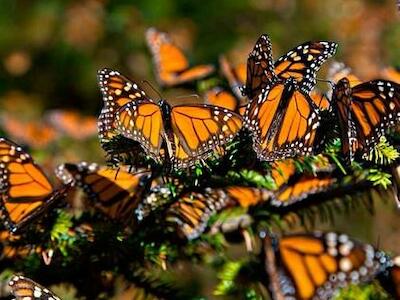 Mariposas monarcas y soja transgénica: Boletín 812 de la RALLT