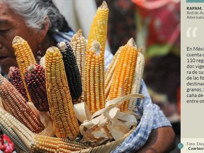 México deja a Monsanto infestar con sustancias de alto riesgo: ONGs; todo es legal, dice empresa