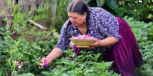 Mujeres y su vida entregada a la sabiduría de las plantas Mujeres y su vida entregada a la sabiduría de las plantas