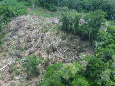 No disminuye nivel de deforestación en cuatro años