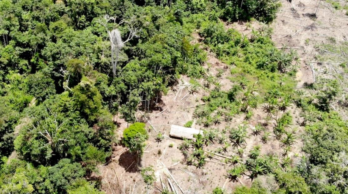 Nuevas Vias Atraviesan Territorios Indigenas Y Desatan Deforestacion Biodiversidad En America Latina