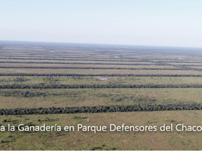 Nuevo foco de deforestación en el Chaco paraguayo: un millón de hectáreas han desaparecido en cuatro años