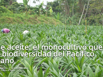 Palma de aceite: el monocultivo que puso en jaque la biodiversidad del Pacífico colombiano