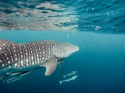 Podría ser insuficiente proteger el 30% del océano