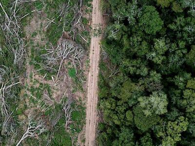 Bosque de Chiquitano recientemente deforestado en el borde de la Amazonía boliviana para la producción de soya. Foto: Rhett A. Butler para Mongabay.