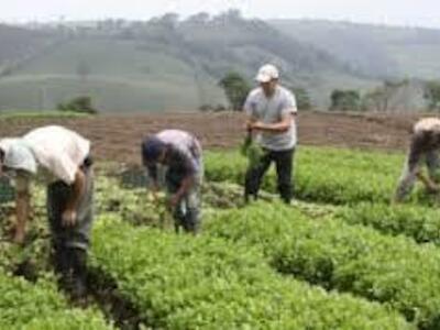 Políticas agropecuarias, seguridad alimentaria y cambio climático: problemáticas y retos en Colombia