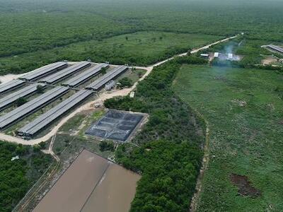 - El sudoriental estado de Yucatán se ha convertido en el foco de expansión de la industria porcícola.Una vista aérea de un criadero (Foto: Cortesía de Greenpeace México).