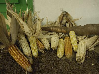 Audio - Investigación sobre maíces criollos en sur de Brasil y Uruguay documenta resultados sorprendentes