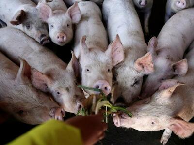 Soledad Barruti: "Instalar megagranjas de cerdos es comprarnos un megaproblema"