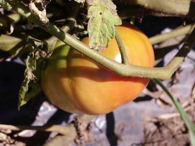 Al rescate del tomate criollo