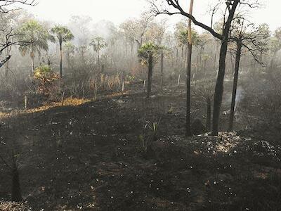 70 días de fuego: 4 millones de Ha, 12 parques y biodiversidad arrasados