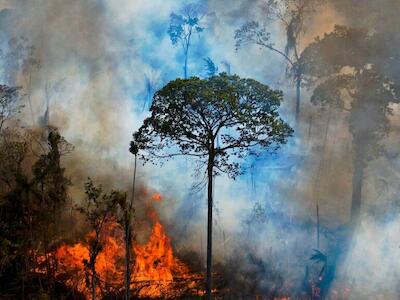 Abogados internacionales redactan un plan para criminalizar la destrucción de ecosistemas