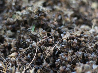 Agrotóxico pode ter causado a morte de 12 milhões de abelhas no noroeste gaúcho 