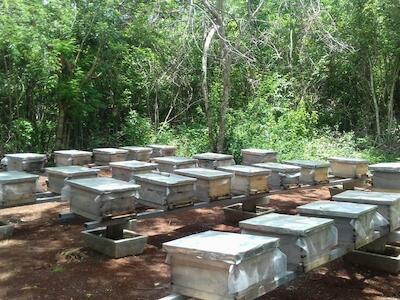 Alertan apicultores sobre incremento en contaminación transgénica en la Península