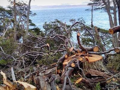 Avanza la deforestación de bosques nativos en Tierra del Fuego por el Corredor del Beagle