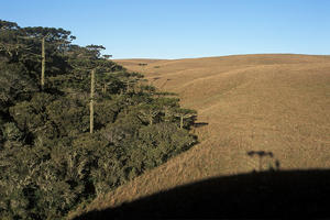 Brasil: No Paraná, savana com a maior diversidade biológica do mundo corre perigo Brasil: No Paraná, savana com a maior diversidade biológica do mundo corre perigo