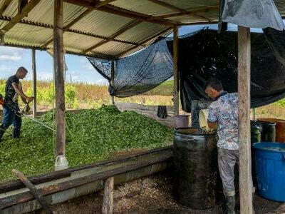 Trabajadores en un campo de coca en el norte de Santander (Colombia), en octubre de 2022. Foto: Santiago Mesa