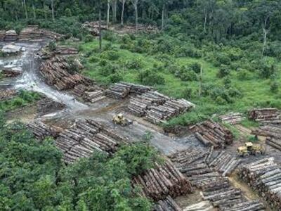 Cientistas mapeiam grilagem em florestas públicas na Amazônia