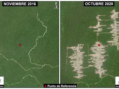 Foto: Deforestación entre septiembre del 2016 (panel izquierdo) y noviembre del 2020 (panel derecho), asociada con la Colonia Menonita Tierra Blanca 1. Datos: Planet, MAAP
