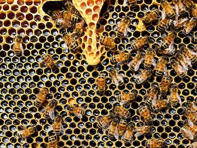 Combinação de agrotóxicos encurta vida e muda comportamento de abelhas