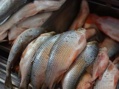 Comprobada toxicidad del glifosato en peces nativos de Colombia