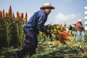 Comunidades mexicanas muestran caminos contra la obesidad Comunidades mexicanas muestran caminos contra la obesidad
