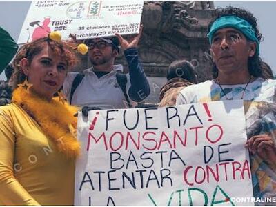Con estudios tergiversados, trasnacionales responden a demanda contra maíz transgénico