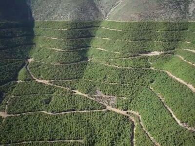 Contraloría ha determinado incompatible cortar bosque nativo para habilitación agrícola