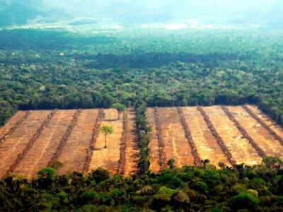 Deforestación avanza incontrolable en Bolivia